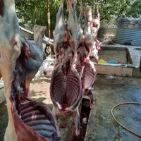 فقط امروز/حراج گوسفند زنده(نصفه گوشت/نرینه وماده