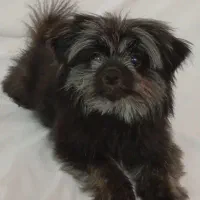 سگ پامر شیتزو کوکو خانم