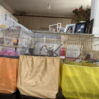 عروس هلندی|پرنده|بشاریات, |دیوار