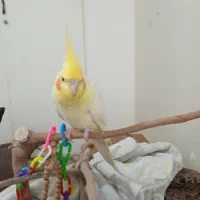 لوتینو نر دوساله|پرنده|فردیس, شهرک ناز|دیوار