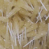 نبات چوبی زرد