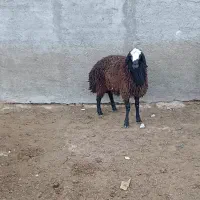 فروش یک راس بره قوچ شال