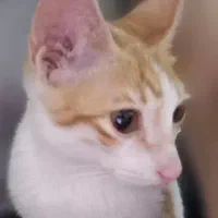 واگذاری گربه