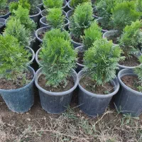 تویا آمریکایی