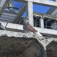 کبوتر پلاکی و دورگه|پرنده|هشتگرد, فاز ۷ مهستان|دیوار