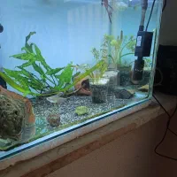 فروش۳عدد آکواریوم