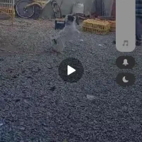 یک عدد پشمالو خارجی ب فروش میرسد|سگ|یاسوج, |دیوار