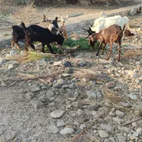 بز دو رگ  جم|حیوانات مزرعه|جم, |دیوار
