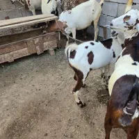 کهره نر ماده بزرگ کوچک|حیوانات مزرعه|قشم, |دیوار