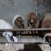 بره‌نر‌چاق