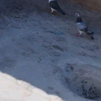 نروماده آلمانی