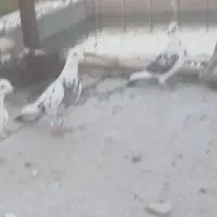 کفتر|پرنده|سراب, |دیوار