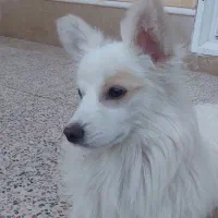 سگ معاوضه با طوطی|سگ|کرمان, |دیوار