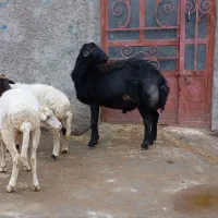 گوسفند نرو ماده