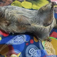 یک عددخیگ روغنی خوش رنگ