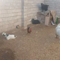 بزچاق ونیم گوشت کیلویی ۲۰۰تیشترنر۲۶۰