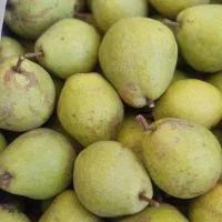 گلابی درگزی