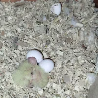 عروس هلندی|پرنده|سرپل ذهاب, |دیوار