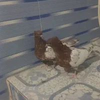 جفت جوجه کله سرخ کاکل کبوتر