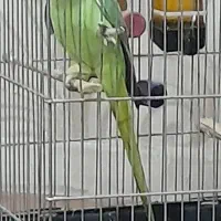 طوطی  سالم وسلامت بشرط