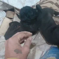 سگ شیتزو|سگ|سبزوار, مدرس|دیوار