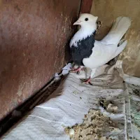 کبوتر|پرنده|گتوند, |دیوار