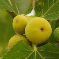 نهال انجیر ترکیه زرد و سیاه|خدمات باغبانی و درختکاری|ماسوله, |دیوار