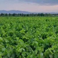 گیاه مو و موندراپ و مویز و سایر....|گل و گیاه طبیعی|تهران, آزادشهر|دیوار