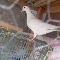 کبوتر|پرنده|زابل, |دیوار