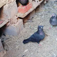 کبوتر زاغ بازیکن بمی