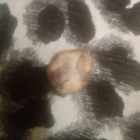سنگ گنج دفنیه داخل اندیمشک