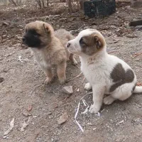 توله سگ سرابی