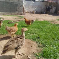 فروش جوجه بوقلمون 2ماهه