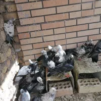 کبوتر پرشی کشتنی