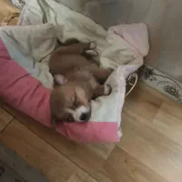 پامر اشتپیز