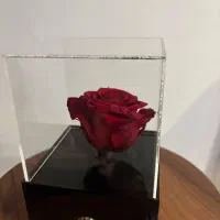 رز جاودان|گل و گیاه طبیعی|کرج, عظیمیه|دیوار