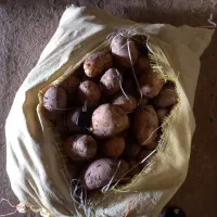 فروش سیب دامی درب دامداری شما