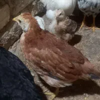 تعداد ۲۰ جوجه گلین به فروش میرسد