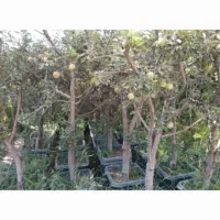 نهال درخت نهالستان انار پسته انجیر تولید کننده|خدمات باغبانی و درختکاری|قم, تعویض پلاک|دیوار