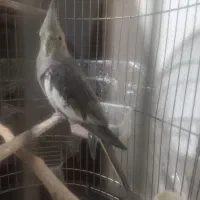 عروس هلندی|پرنده|قصرشیرین, |دیوار