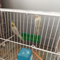 عروس هلندی .کوتوله .مرغ عشق|پرنده|زاهدان, |دیوار