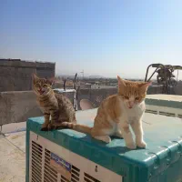 بچه گربه خانگی بامزه و شیطون|گربه|قزوین, |دیوار
