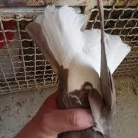 دم سفید ، هفت رنگ ،خوشرنگ