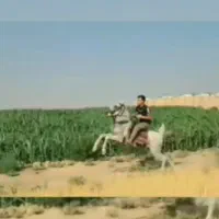 اسب نریان کردخالص