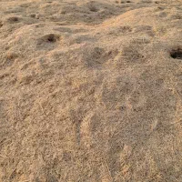 کاه  سفید گندم