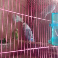 مرغ عشق با تخم|پرنده|شیراز, احمدآباد|دیوار