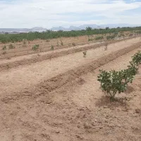 زمین پسته  اول بلوار سنگ اهن