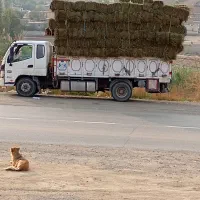 یونجه خشک مخصوص بره