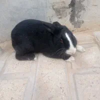 خرگوش نر و ماده|موش و خرگوش|الشتر, |دیوار