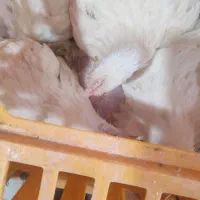 قیمت مرغ بزرگ  تکی عمده
